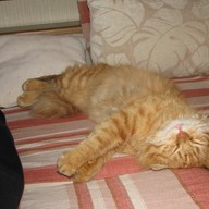 Bogdan